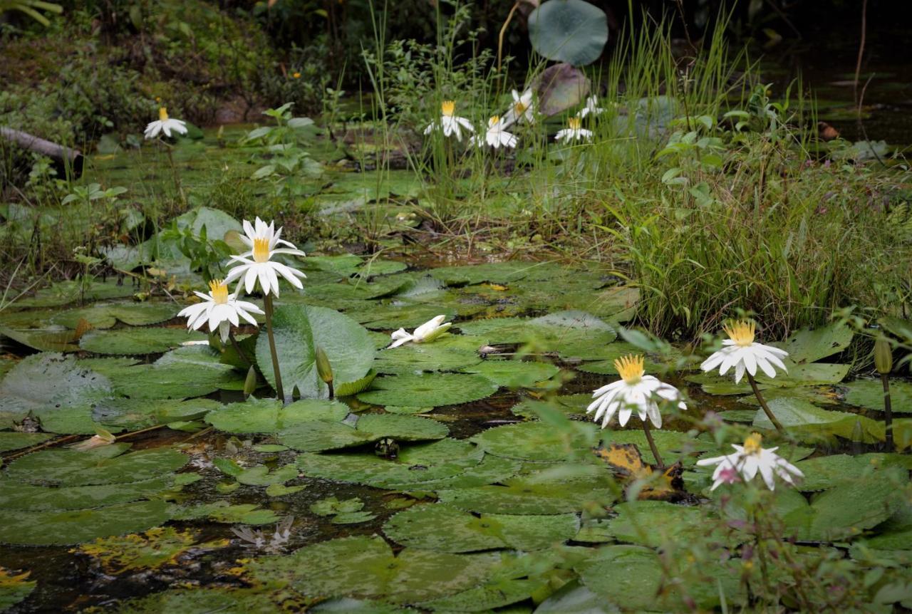 Mena Creek Flower House Eksteriør billede