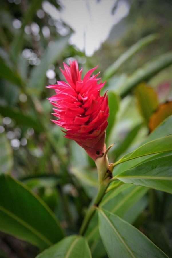 Mena Creek Flower House Eksteriør billede
